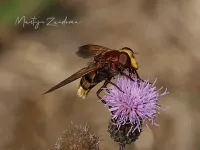 Zweefvliegen [Syrphidae]